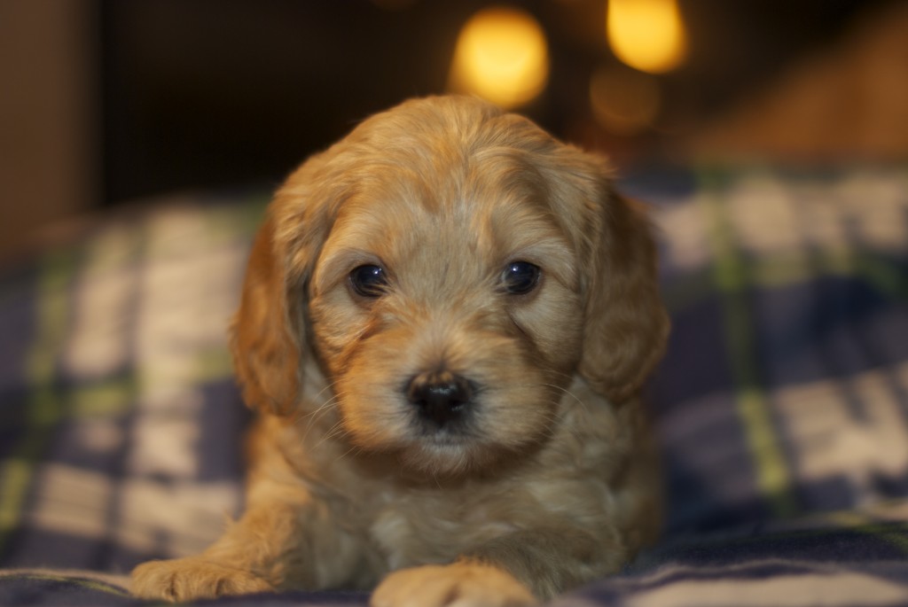 5 week puppy without beyonce s 2014 mini australian goldendoodle puppies 5 1 2 weeks pups by 5 week puppy without beyonce s 2014 mini australian goldendoodle puppies 5 1 2 weeks pups by