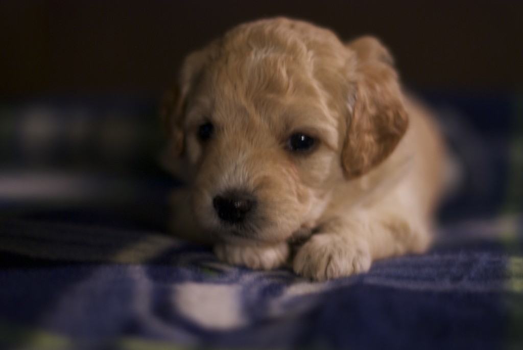 goldendoodle puppies seattle seattle mini goldendoodle puppies 4 weeks pups by goldendoodle puppies seattle seattle mini goldendoodle puppies 4 weeks pups by