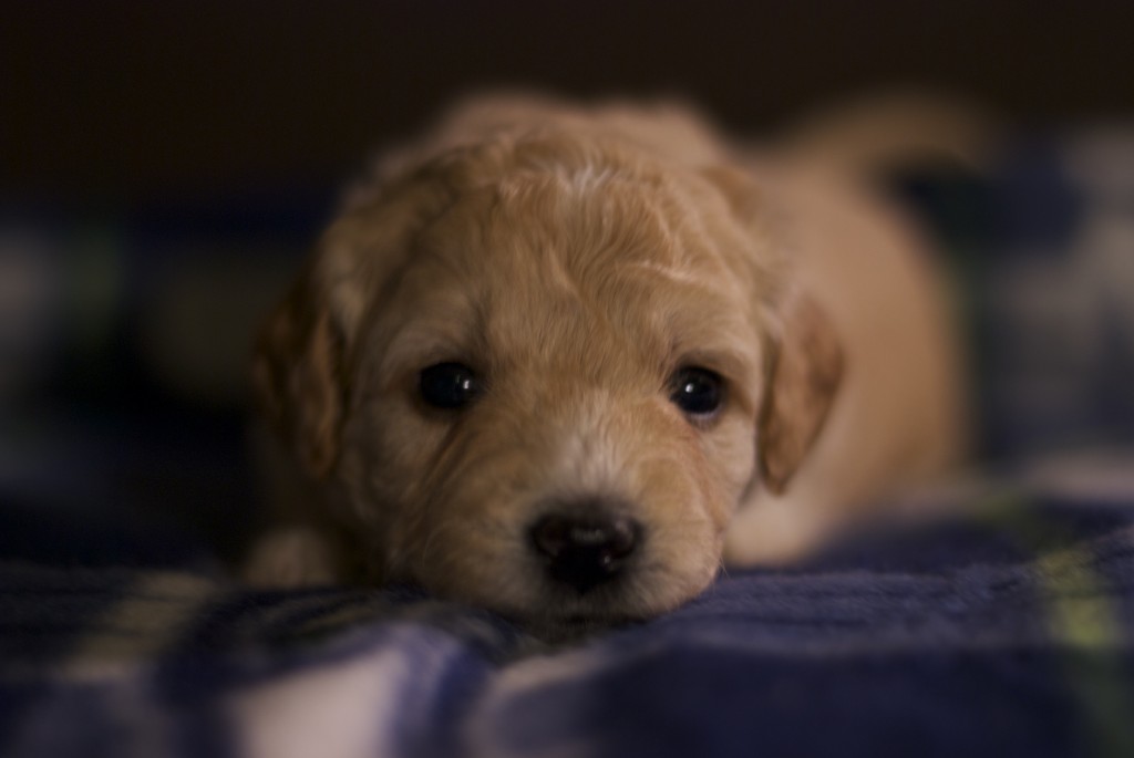 goldendoodle puppies seattle mini goldendoodle puppies 4 weeks breeds picture goldendoodle puppies seattle mini goldendoodle puppies 4 weeks breeds picture