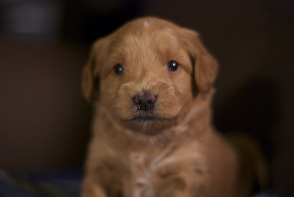 goldendoodle puppies seattle seattle mini goldendoodle puppies 4 weeks pups by goldendoodle puppies seattle seattle mini goldendoodle puppies 4 weeks pups by