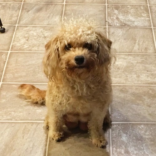goldendoodle puppies seattle seattle labradoodle goldendoodle puppies available goldendoodle puppies seattle seattle labradoodle goldendoodle puppies available