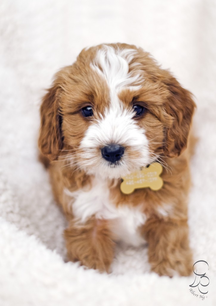 Beyonce's 2014 Mini Australian Goldendoodle Are 6 Weeks Old Today Pups By Taylor